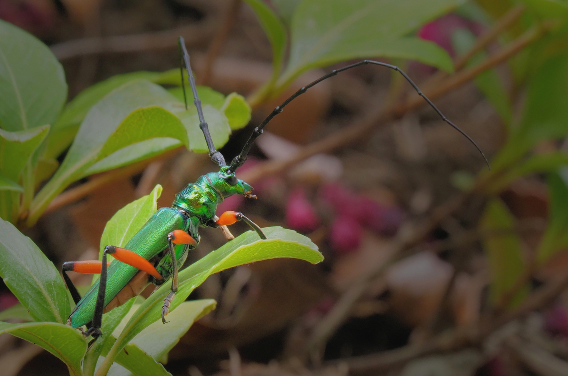 Longhorned Beetle Bumelia Borer.  N. Texas Plinthocoelium suaveolens