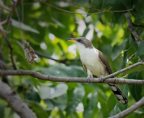 Yellow-Billed Perched in pecan tree in north Texas near Dallas, supposedly common in area. Coccyzus americanus,Yellow-billed cuckoo