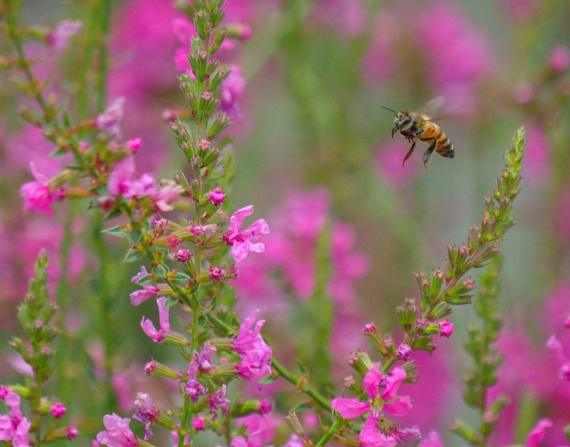 Loosestrife Big attraction for honey bees Lythrum salicaria,Spiked loosestrife