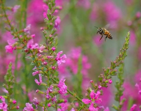 Loosestrife Big attraction for honey bees Lythrum salicaria,Spiked loosestrife