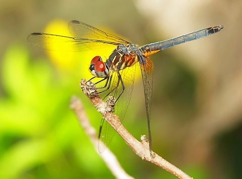 Skimmer Family Pachydiplax in our garden, a blue dasher Blue dasher,Pachydiplax longipennis