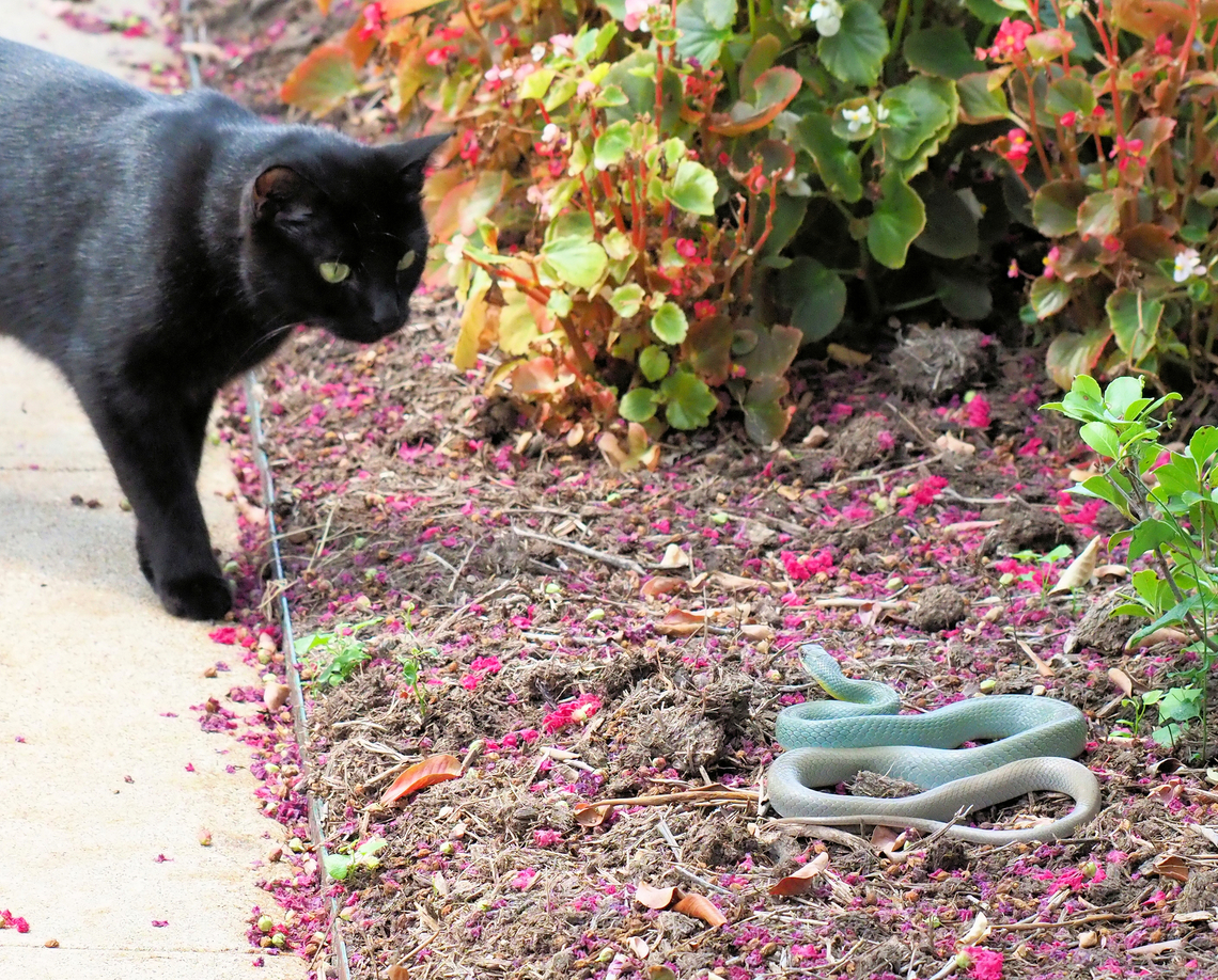 Stand-off Pet cat checks out Eastern Yellowbelly racer.  North Texas Coluber constrictor flaviventris