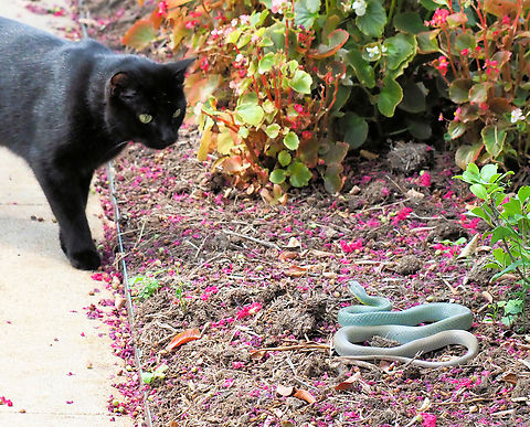 Stand-off Cinder checks out Eastern Yellowbelly racer.  North Texas Coluber constrictor flaviventris