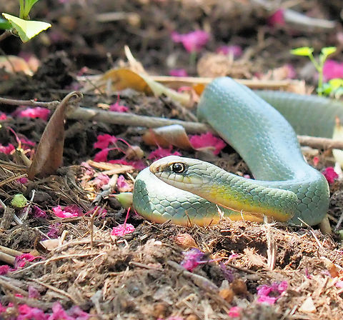 Eastern Yellowbelly Racer Seen in North Texas garden landscaping Coluber constrictor flaviventris