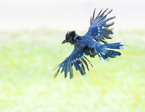Bad Hair Day Blue jay flys after bath. Blue Jay,Cyanocitta cristata