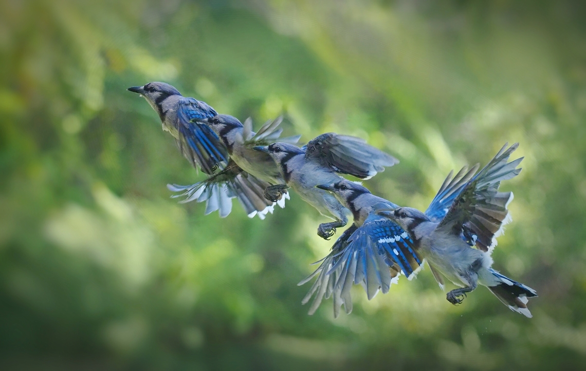 Flight of a Blue Jay Composite of one blue jay taking flight. Blue Jay,Cyanocitta cristata