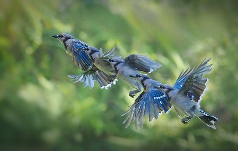 Flight of a Blue Jay Composite of one blue jay taking flight. Blue Jay,Cyanocitta cristata