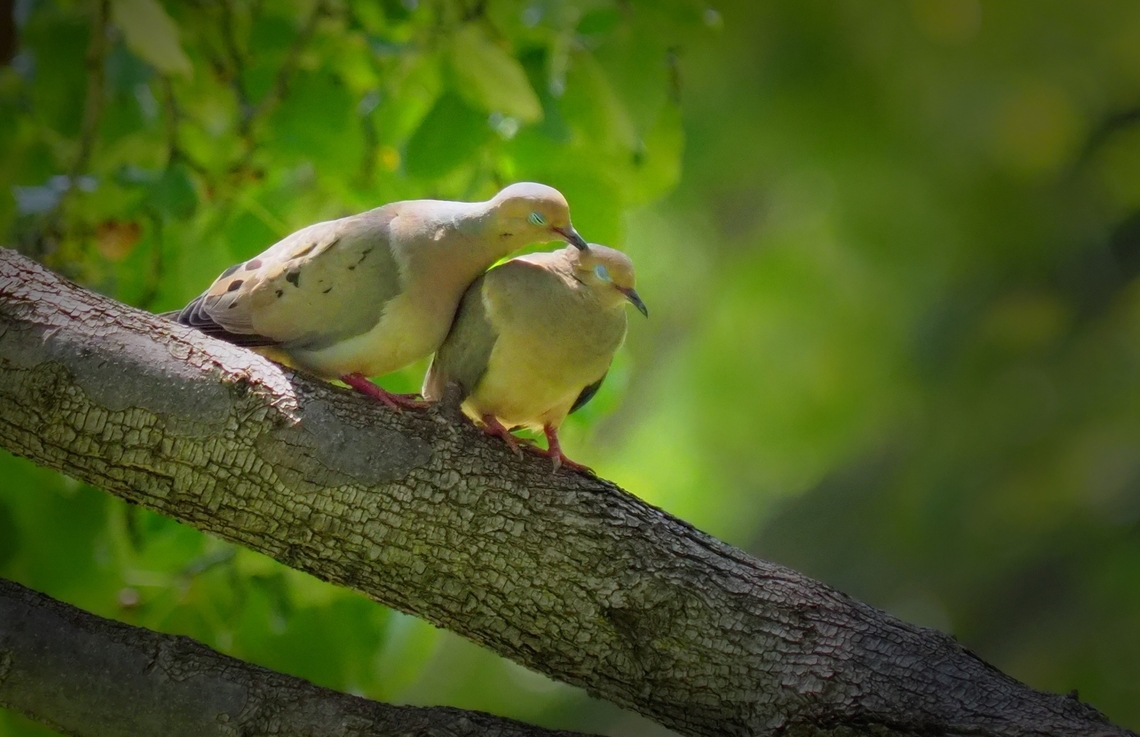 Oh Yes! “Now a little to the left” Collard doves in Bradford Pear.  N. Texas Eurasian collared dove,Streptopelia decaocto