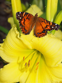 American Lady American Lady on Stella de Oro Painted Lady,Vanessa cardui