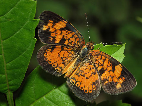 Pearl Crescent Photographed  in Argyle, TX Pearl Crescent,Phyciodes tharos