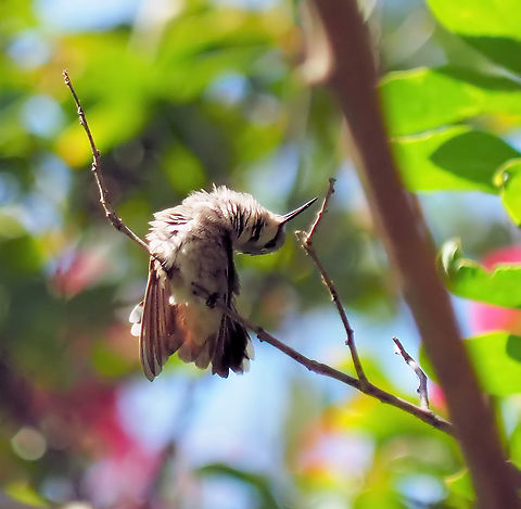 State of torpor in N. Texas summer Estivation. "Hummingbirds, bats,ground squirrels, and a number of other creatures can enter a daily state of torpor or dormancy called estivation during the heat of the day, conserving water and food resources" Archilochus alexandri,Black chinned hummingbird