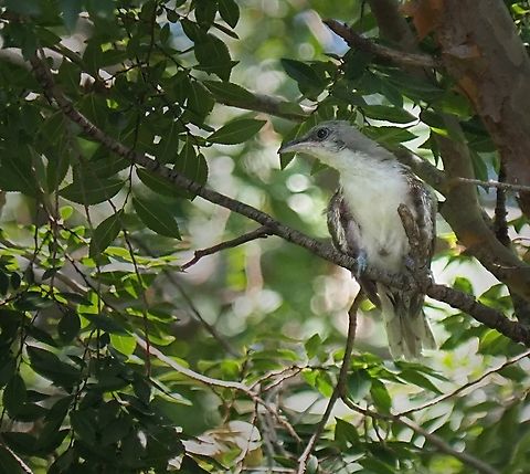 Black-billed Young black-billed cuckoos may not yet exhibit red ring around eyes.  Seen in Argyle, TX 8-16-24. Black-billed cuckoo,Coccyzus erythropthalmus