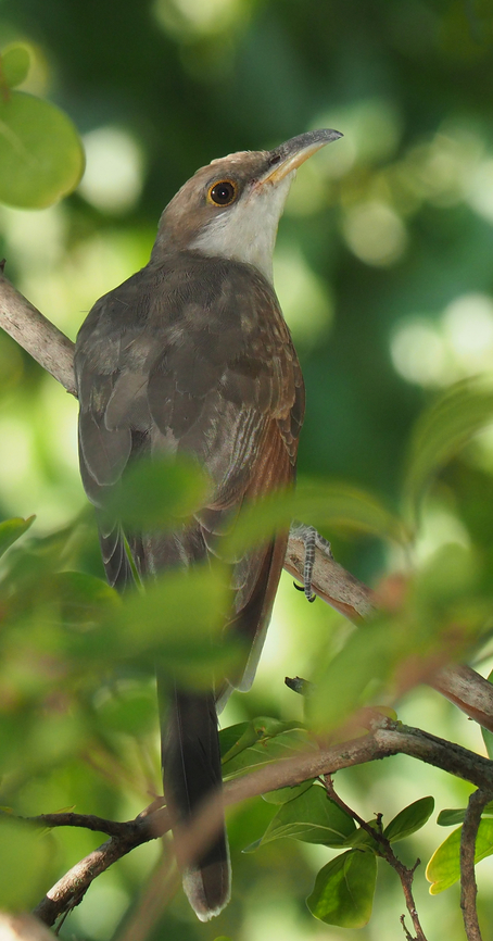 Cuckoo Summer Yellow-billed cuckoo in crepe myrtle tree, Argyle, Tx. I believe this bird has been in our area for about one month, never having observed one before. Coccyzus americanus,Yellow-billed cuckoo