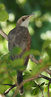Cuckoo Summer Yellow-billed cuckoo in crepe myrtle tree, Argyle, Tx. I believe this bird has been in our area for about one month, never having observed one before. Coccyzus americanus,Yellow-billed cuckoo