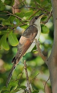 Summer visitor, late July and August North Texas, Olympus EM-1 Mk 2 and 50-200 lens Coccyzus americanus,Yellow-billed cuckoo