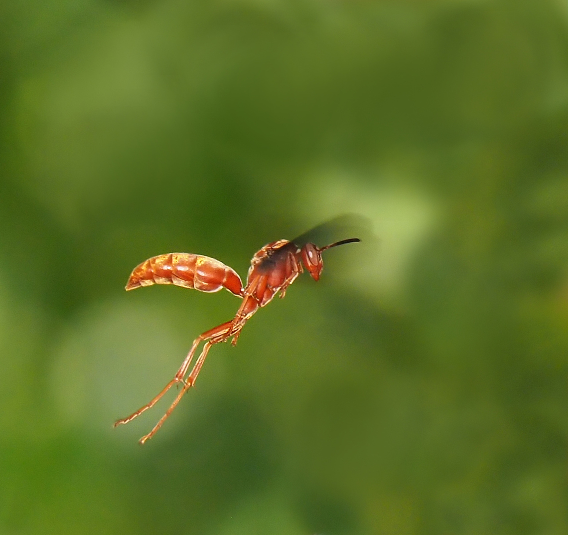 Texas Red Wasp Paper wasp, N. Texas European paper wasp,Polistes dominula