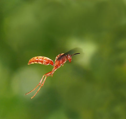 Texas Red Wasp Paper wasp, N. Texas European paper wasp,Polistes dominula
