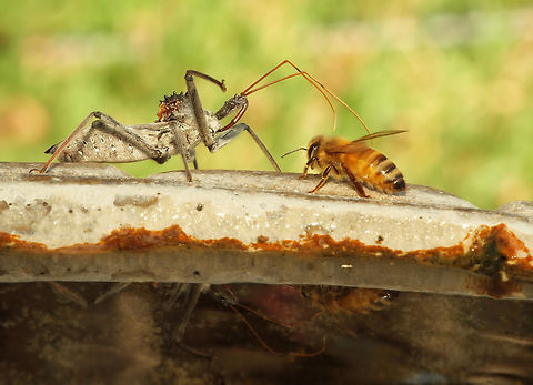 Assassin and honey bee Honey bees at bird bath were not happy with close encounter with assassin bug. Arilus cristatus,Wheel bug