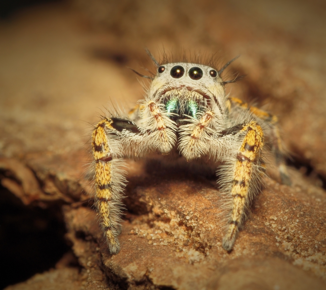 Green jaws Female phidippus mystaceus displays chelicera. Phidippus mastaceus,Phidippus mystaceus