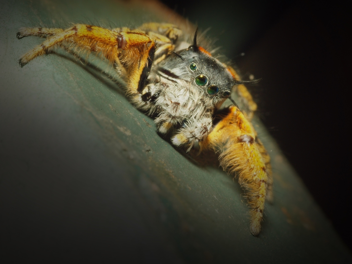 “I need a bug hug” Male phidippus mystaceus in N. Texas. Olympus E-30 f18. Phidippus mastaceus,Phidippus mystaceus