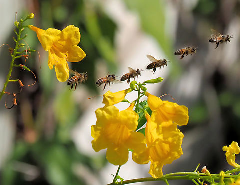Gold Star flowering shrub Photographed in N. Texas garden with composite of honey bee. Tecoma stans,Yellow Trumpetbush