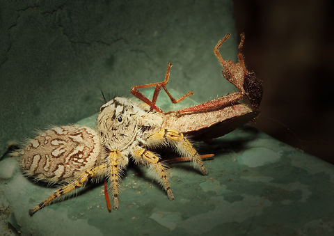 Breakfast, lunch, and dinner A female phidippus mystaceus has captured and is eating a leaf-footed bug. Phidippus mastaceus,Phidippus mystaceus