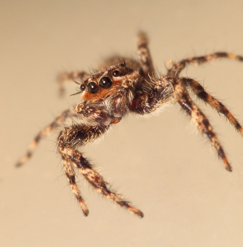 Jump Spider Jump&hellip;.. platycryptus undatus with flash to freeze motion Platycryptus undatus,Tan Jumping Spider