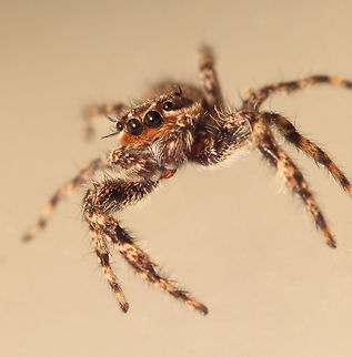 Jump Spider Jump….. platycryptus undatus with flash to freeze motion Platycryptus undatus,Tan Jumping Spider