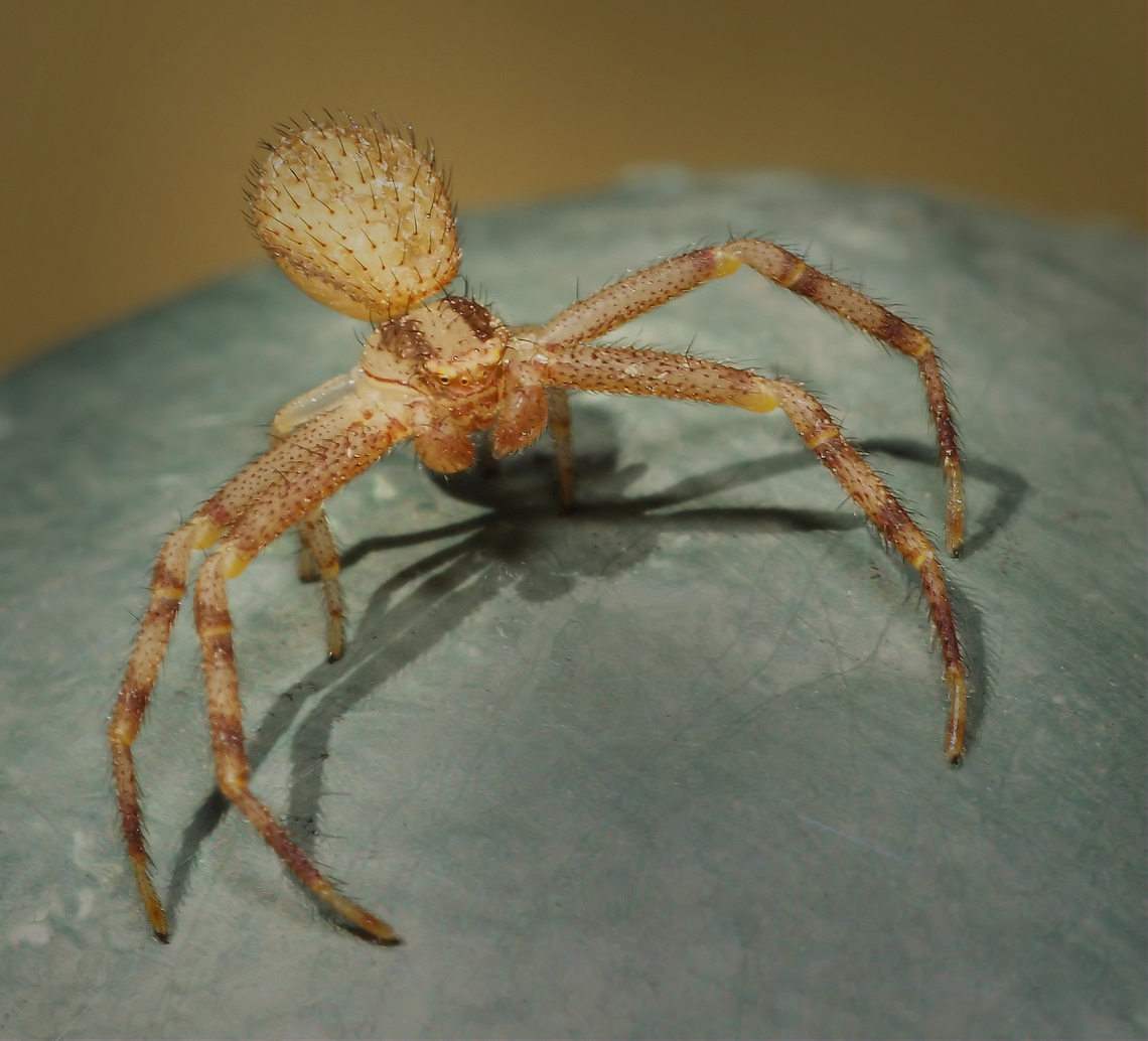 crab spider unknown species seen in N. Texas Mecaphesa asperata,Northern Crab Spider