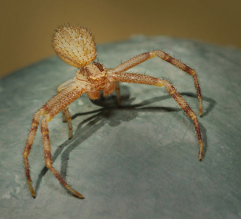 crab spider unknown species seen in N. Texas Mecaphesa asperata,Northern Crab Spider