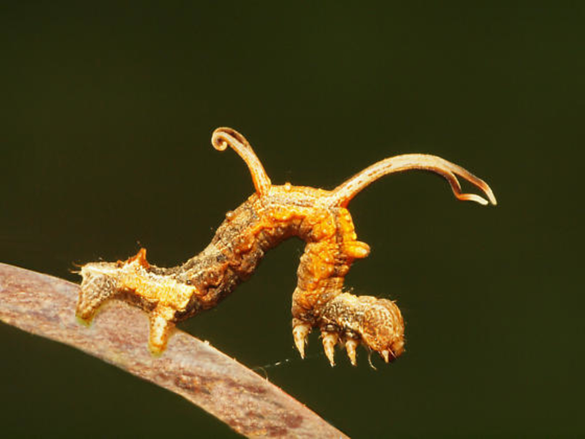 Spanworm Nematocampa resistaria in North Texas    Horned spanworm moth,Nematocampa resistaria