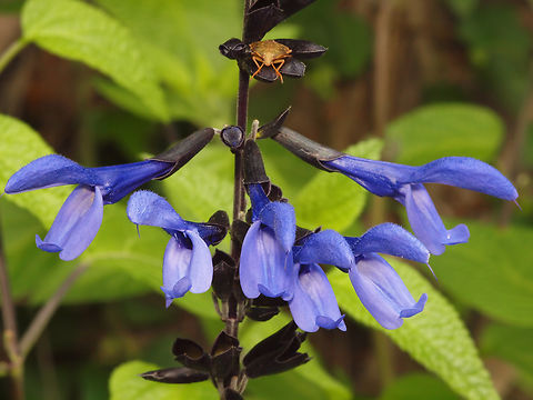 Blue salvia in Texas garden six salvia and a stink bug Salvia guaranitica