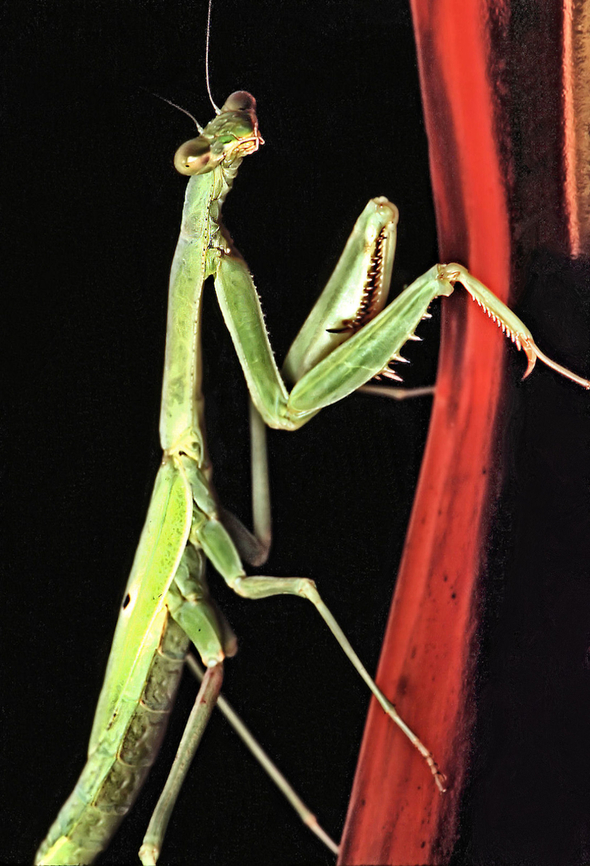 Manta claws is comin' to town In north Texas, a Carolina mantis hanging out on humming bird feeder, waiting.... Carolina Mantis,Stagmomantis carolina