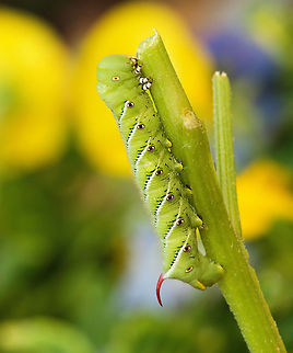Hornworm N. Texas tobacco hornworm in home garden.  Will morph into white-lined sphinx moth. Hyles lineata,White-lined sphinx