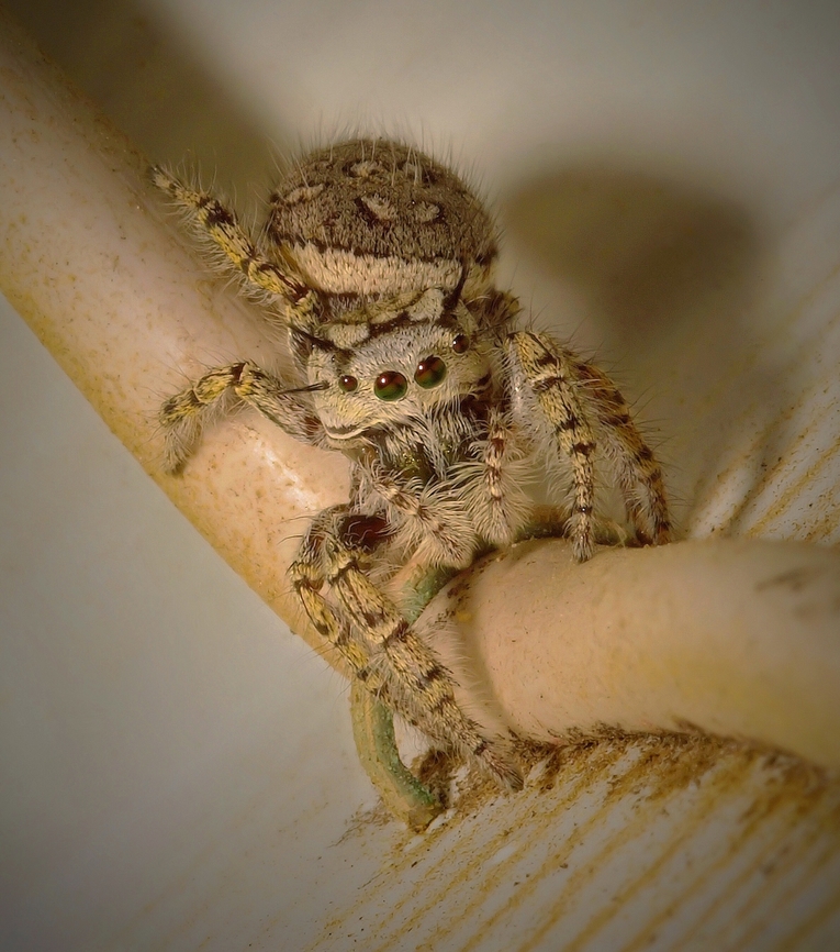 Posing,  Just For You Female jumper poses on phone wire conduit under eave of house. North Texas area Phidippus mastaceus,Phidippus mystaceus
