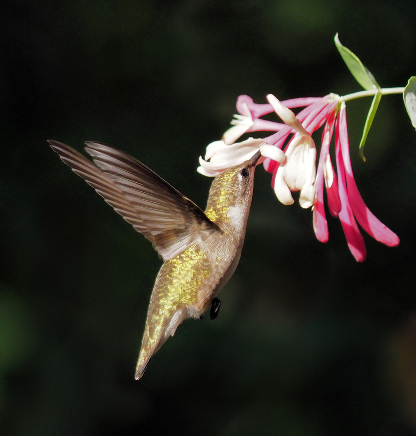 Sweet and Lovely Honeysuckle coral attracts hummingbirds.  Photographed in N. Texas garden. Lonicera heckrottii,Lonicera × heckrottii