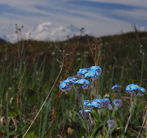 Denali-forget-me-not Alaska State flower photographed in Denali Nat. Park.  Denali in background. Myosotis alpestris,myosotis alpestris