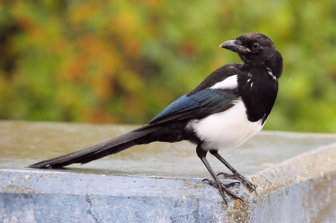 Thieving Magpie pica hudsonia near Anchorage, AK Black-billed magpie,Pica hudsonia