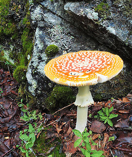 Schroomsville Kenai Peninsula, AK hike to Russian River Falls Amanita muscaria,Fly agaric