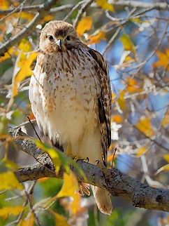 Juvenile First-year red-shouldered hawk.  Argyle, TX 1-23-25 Buteo lineatus,Red-Shoulderd Hawk