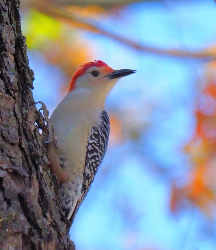 Pecker-Wood Red- bellied woodpecker on pecan tree, N. Texas. Winter 2024 Melanerpes carolinus,Red-bellied Woodpecker