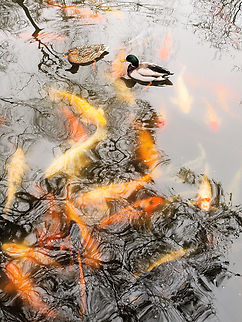 nibble nibble Koi Fish (carp) at Ft. Worth Botanic (Japanese) Gardens. Amur carp,Cyprinus rubrofuscus