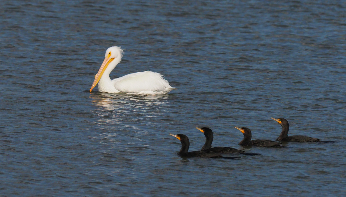 “Catch a fish, any fish” American White Pelican on Denton, TX city park lake. Cormorants await. American White Pelican,Pelecanus erythrorhynchos