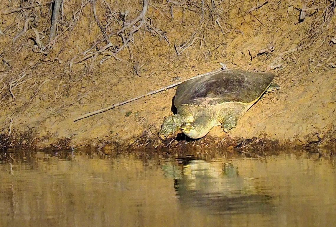 Spiny soft shelled turtle Photographed 2-25-25 in pond near Argyle, Texas Apalone spinifera,Spiny Softshell