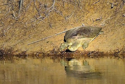 Spiny soft shelled turtle Photographed 2-25-25 in pond near Argyle, Texas Apalone spinifera,Spiny Softshell
