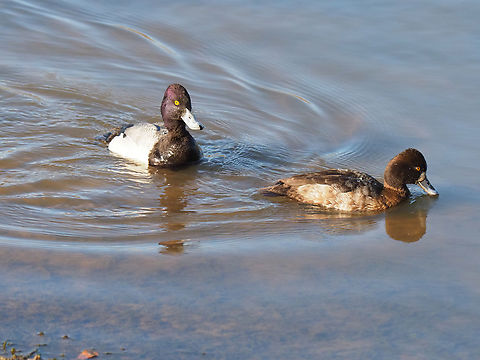 lesser scaup City park lake in Denton, Tx Aythya affinis,Lesser scaup