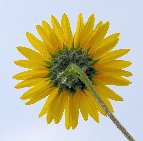 multi-petals, underside of bloom seen in Colorado mountain town, but cultivated. Suspect Meadow arnica (arnica Chamissonis)