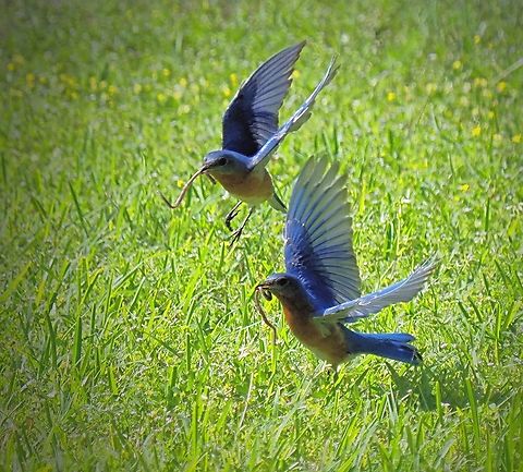 “Got worms”? Two frame composite of female eastern bluebird.  Argyle, TX Olympus E-M1 mk 2 Eastern Blubird,Sialia sialis