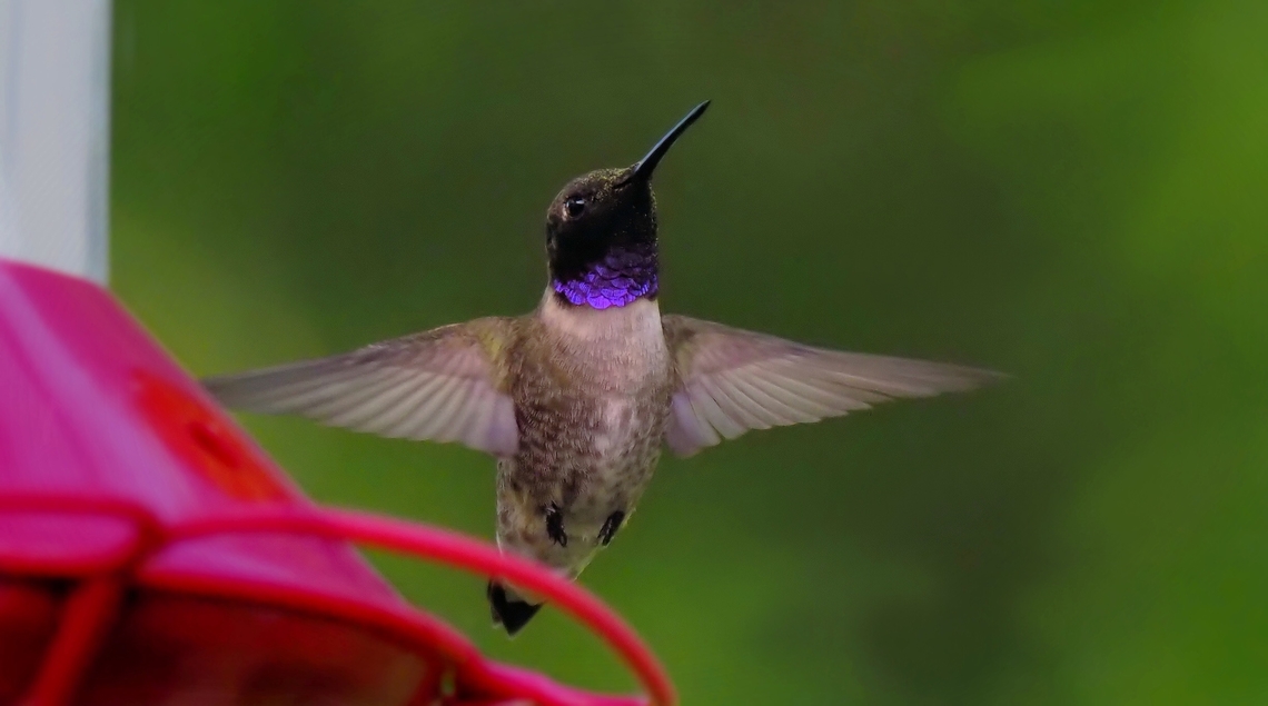 Blues-By-You Male black chinned hummer with brilliant gorget display. Argyle, TX.  Olympus EM-1 MK2 Archilochus alexandri,Black chinned hummingbird