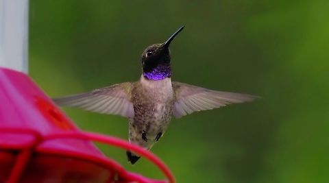 Blues-By-You Male black chinned hummer with brilliant gorget display. Argyle, TX.  Olympus EM-1 MK2 Archilochus alexandri,Black chinned hummingbird